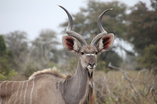 Kruger National Park, South Africa
